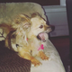 Illustration for article titled Congratulations (to me)! I am the proud parent of another tiny dog